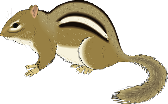 Chipmunk_ Illustration_ Vector PNG with transparent background