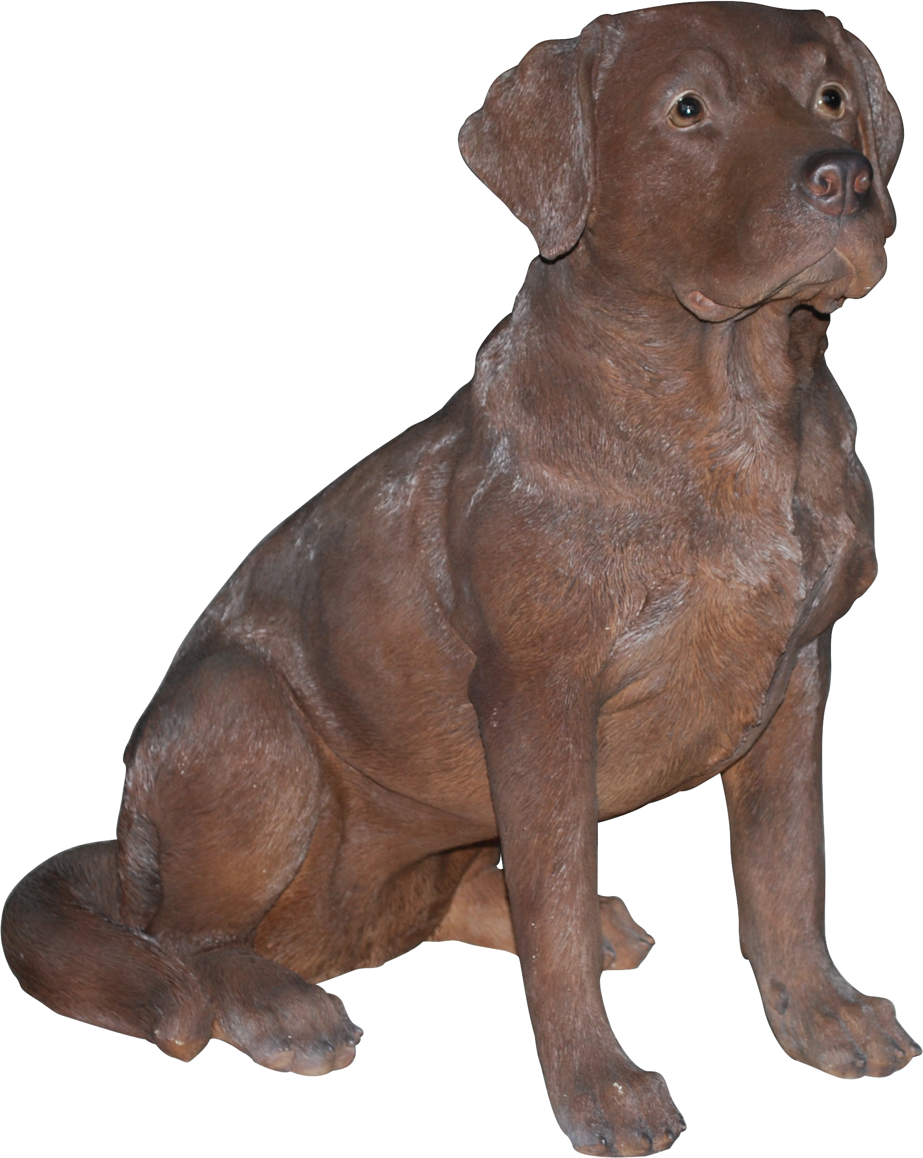 Chocolate With Labrador, HD Png Download PNG with transparent background