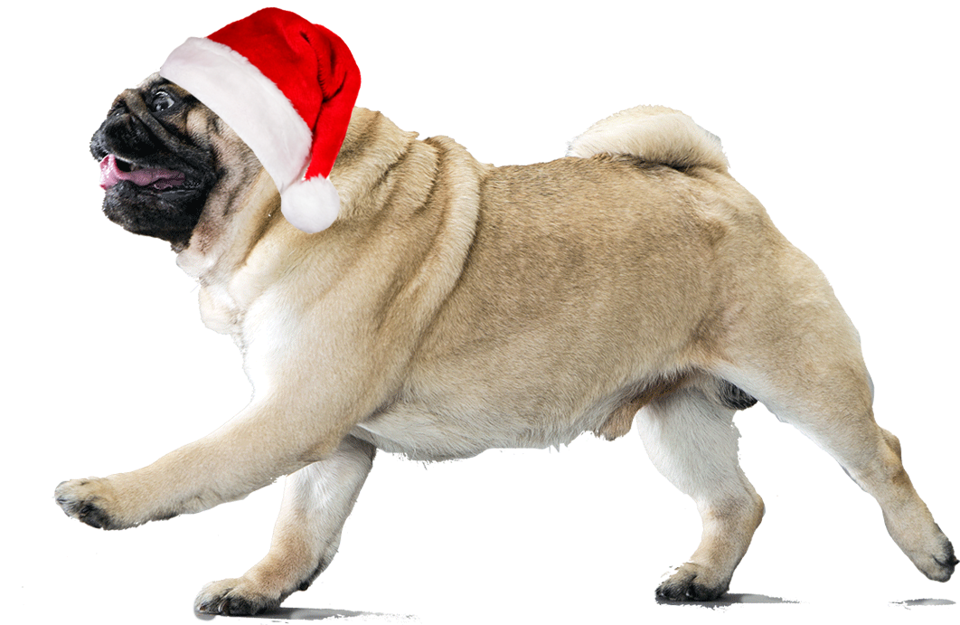 Thug Life Pug Download Transparent Png Image - Pug With Transparent Background, Png Download PNG with transparent background
