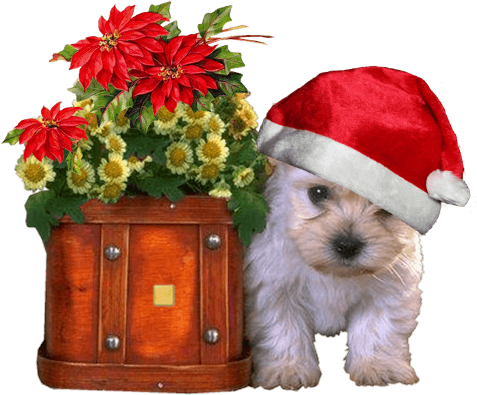 Christmas Puppy With Santa Hatand Flowers