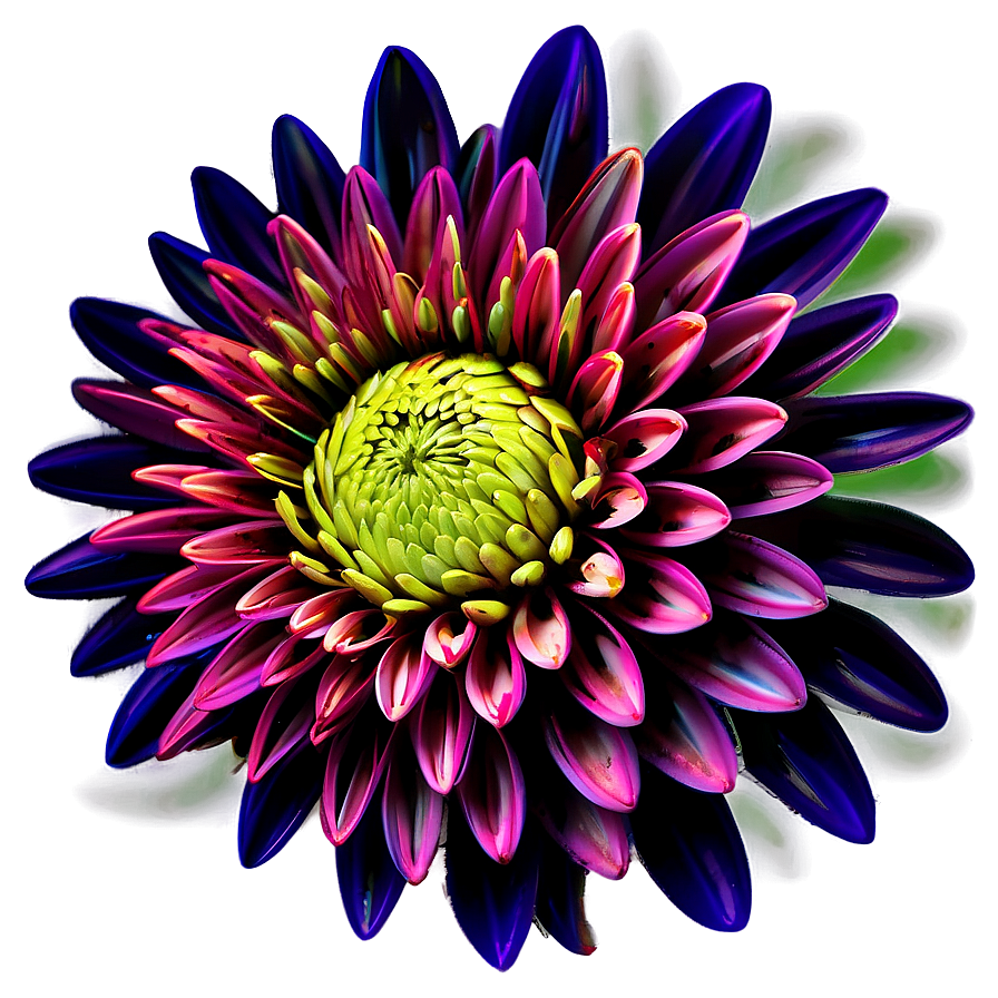 Chrysanthemum Abstract Art Png 85