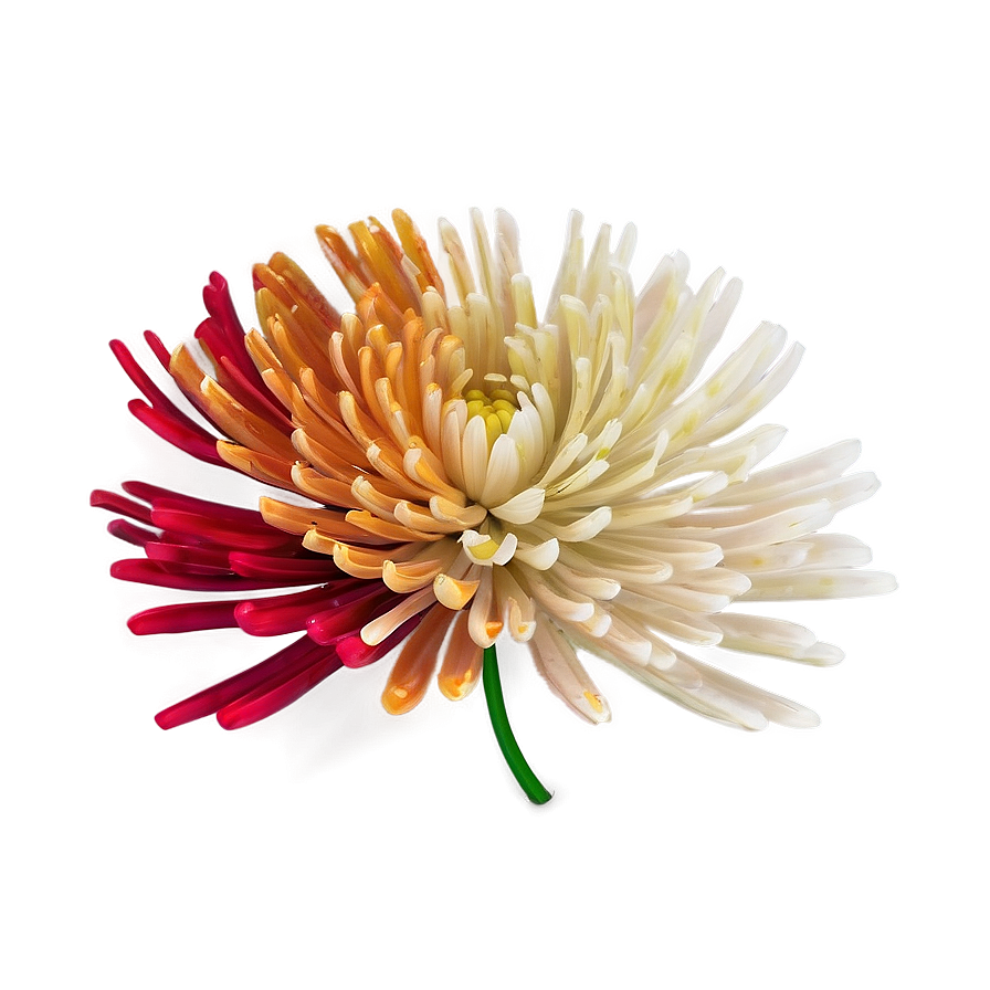 Chrysanthemum Abstract Art Png 9