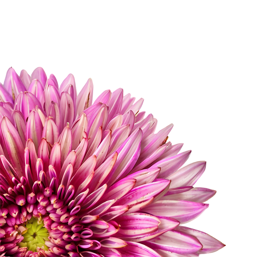 Chrysanthemum And Bee Png Bxp99