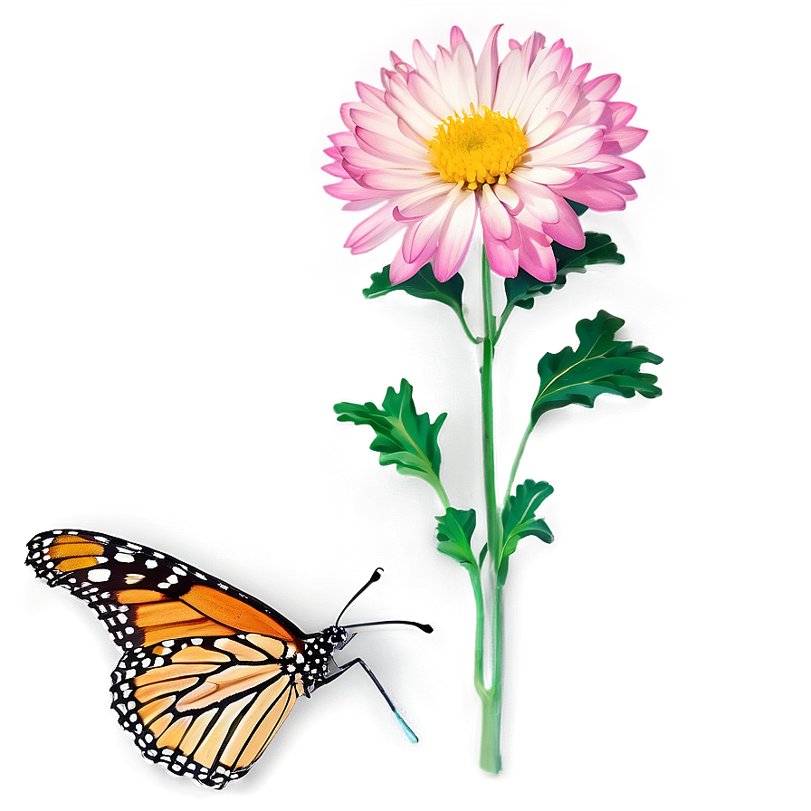 Chrysanthemum And Butterfly Png 06112024