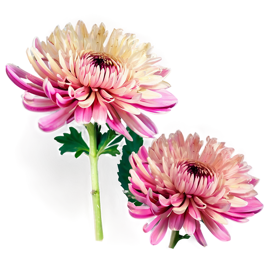 Chrysanthemum Bouquet Png 65