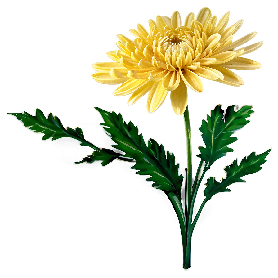 Chrysanthemum Bouquet Png Mgy