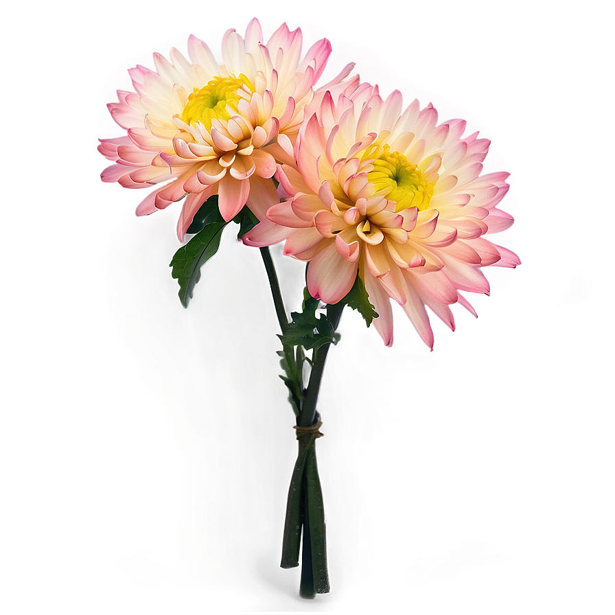 Chrysanthemum Bouquet Png Sfv93