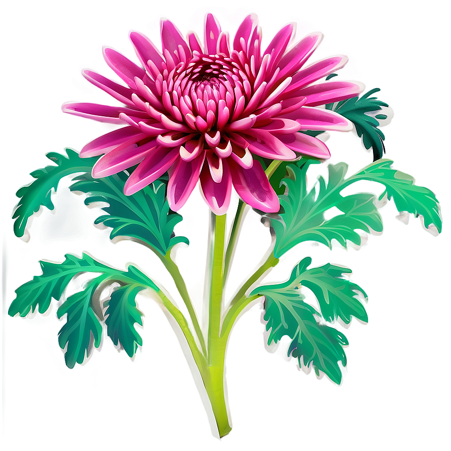 Chrysanthemum Cultural Symbol Png 44