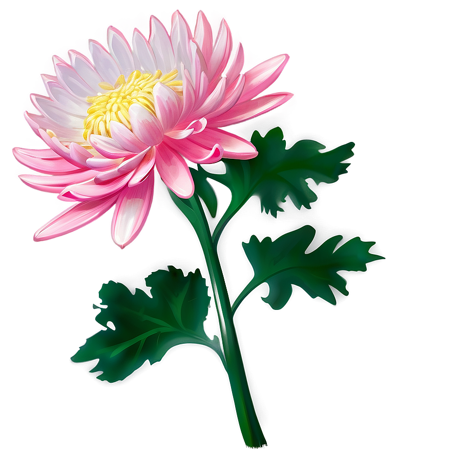 Chrysanthemum Cultural Symbol Png Apt95