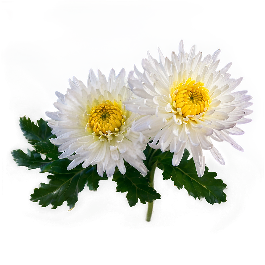 Chrysanthemum Edible Variety Png 17