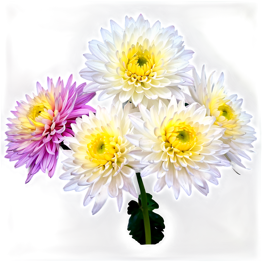 Chrysanthemum Edible Variety Png 64