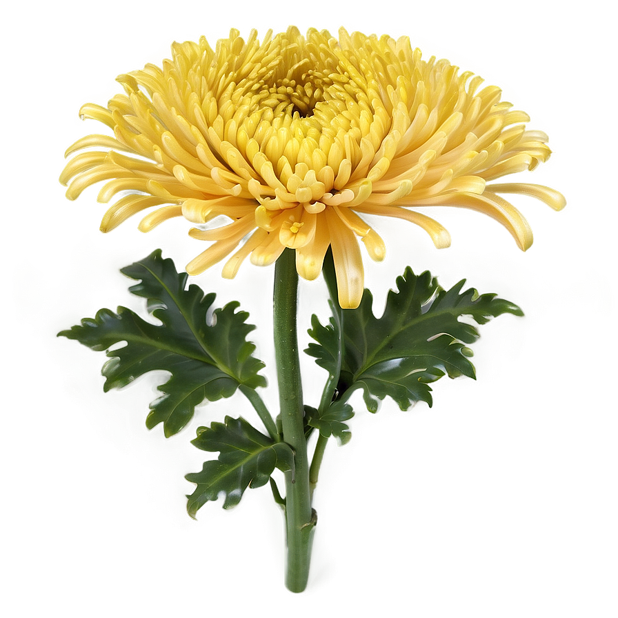 Chrysanthemum Floral Design Png Ntp97