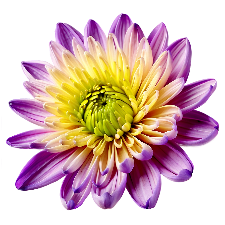 Chrysanthemum Floral Wallpaper Png Jem47