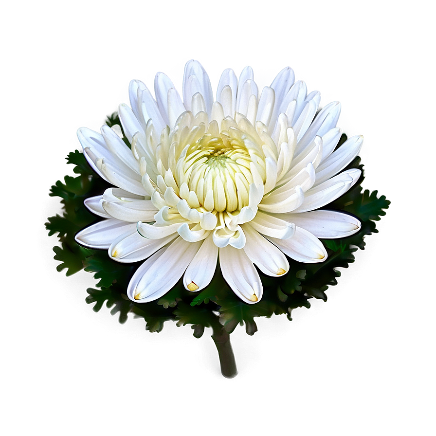 Chrysanthemum Flower Bed Png 55