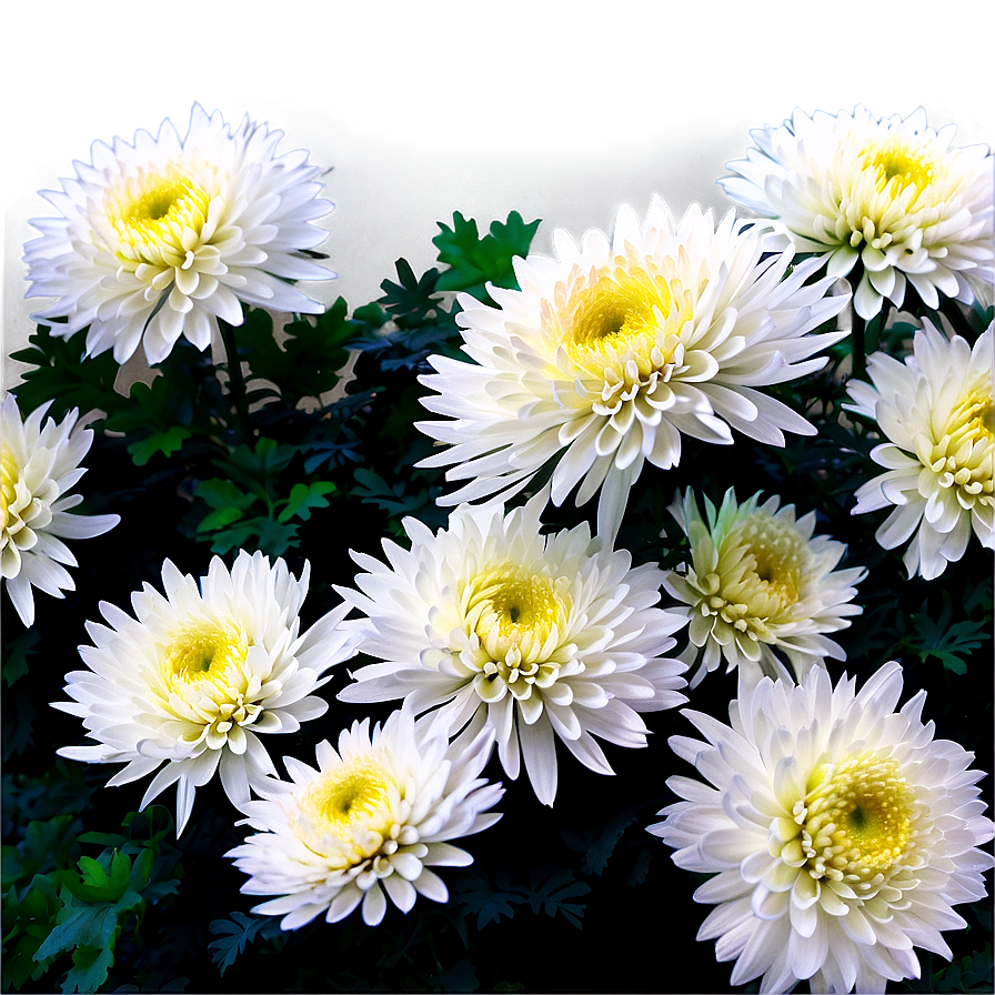 Chrysanthemum Flower Bush Png Kmo