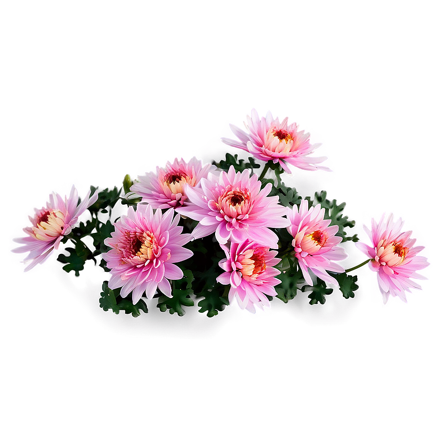 Chrysanthemum Flower Bush Png Ubr