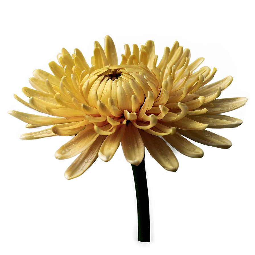 Chrysanthemum Flower Png 06112024