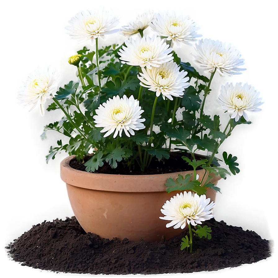 Chrysanthemum Gardening Tips Png 06112024