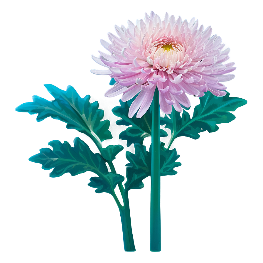 Chrysanthemum Gardening Tips Png Tji