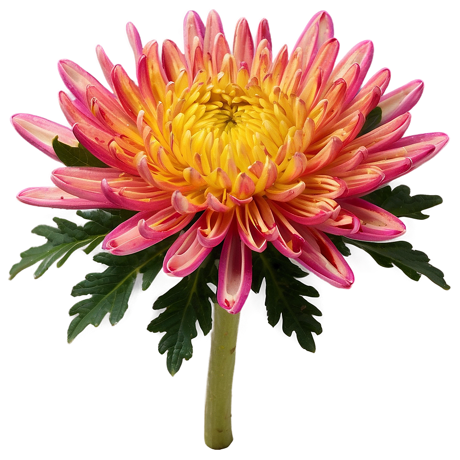 Chrysanthemum Herbal Remedy Png 72