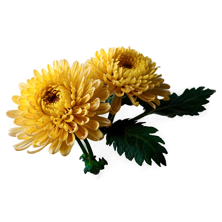 Chrysanthemum Herbal Remedy Png Xkq86