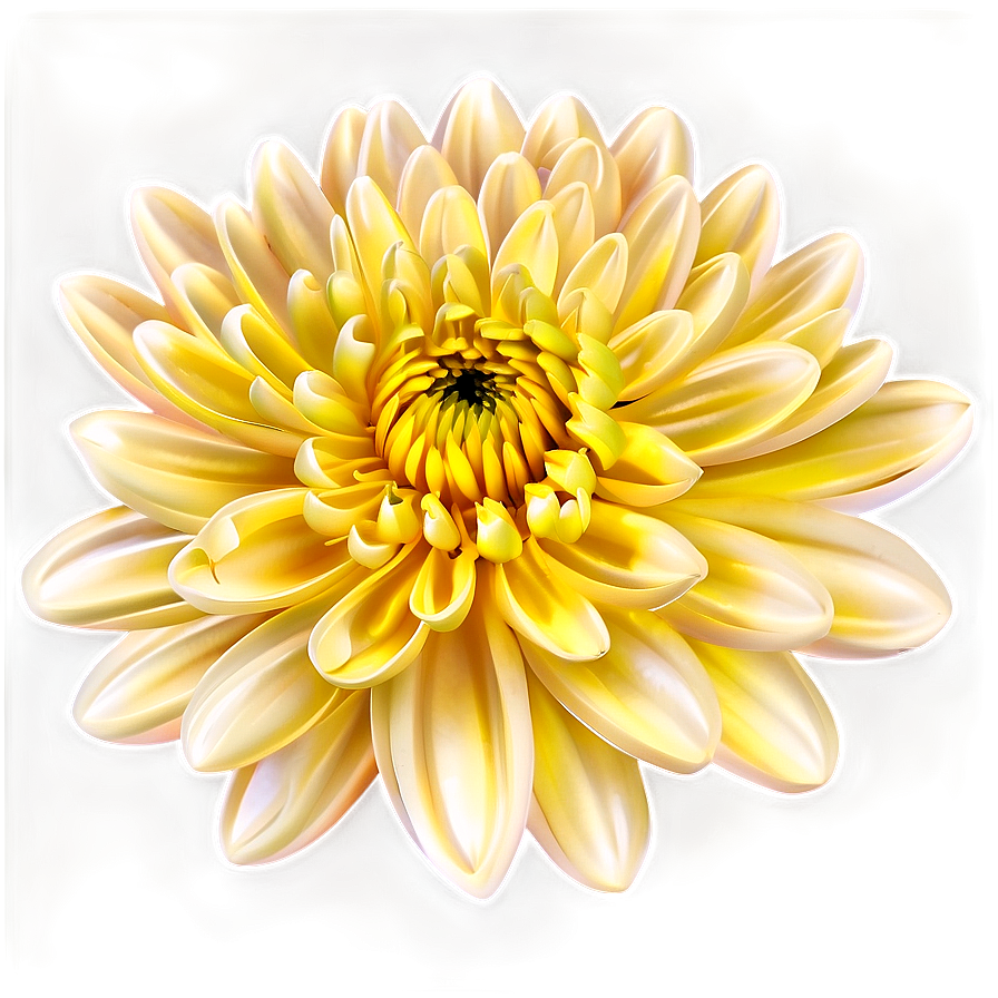 Chrysanthemum Illustration Png 85