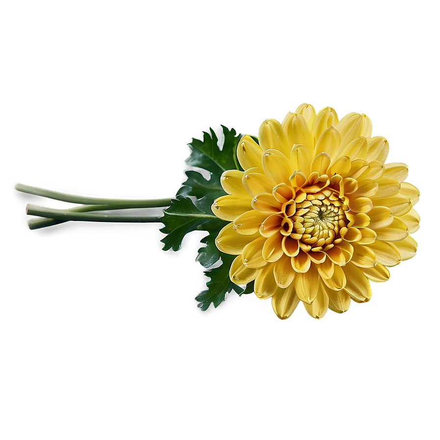 Chrysanthemum In Vase Png Qnc81