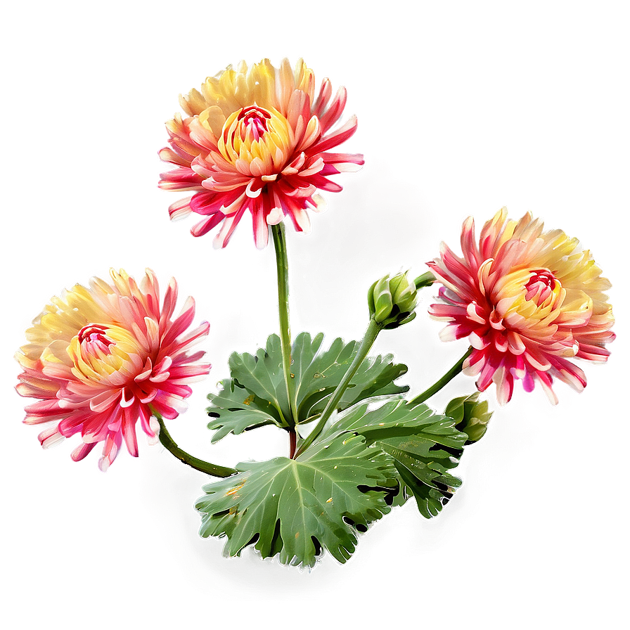 Chrysanthemum Landscape View Png 06112024