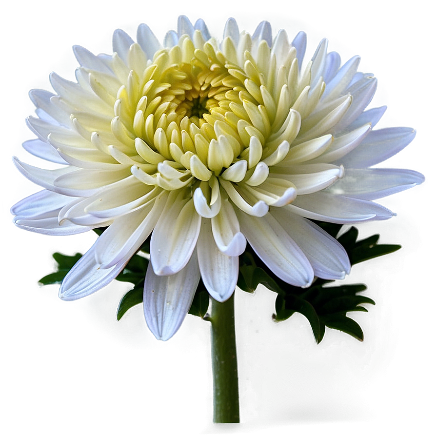 Chrysanthemum Macro Photography Png 06112024