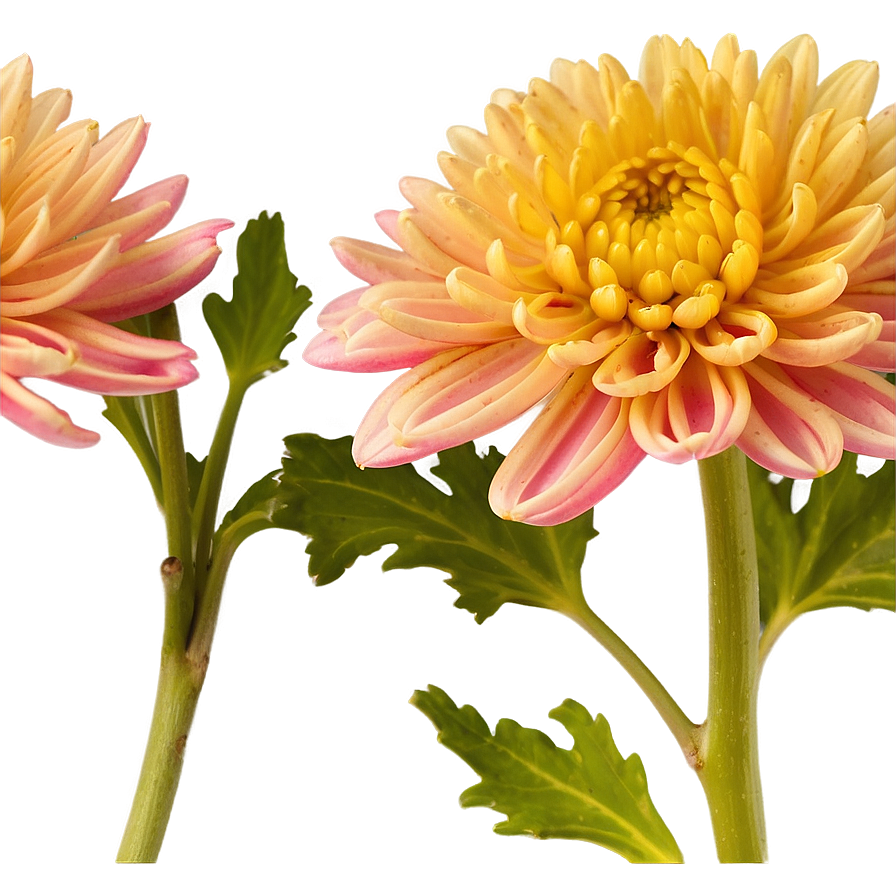 Chrysanthemum Macro Photography Png 37