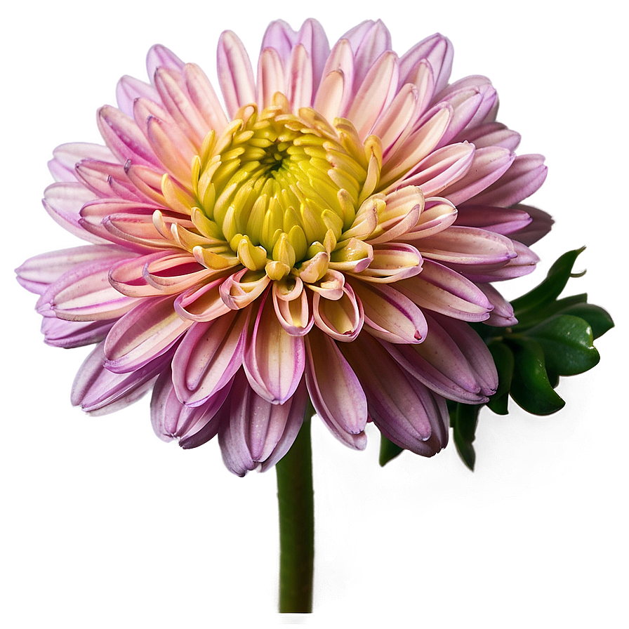 Chrysanthemum Macro Photography Png Evh