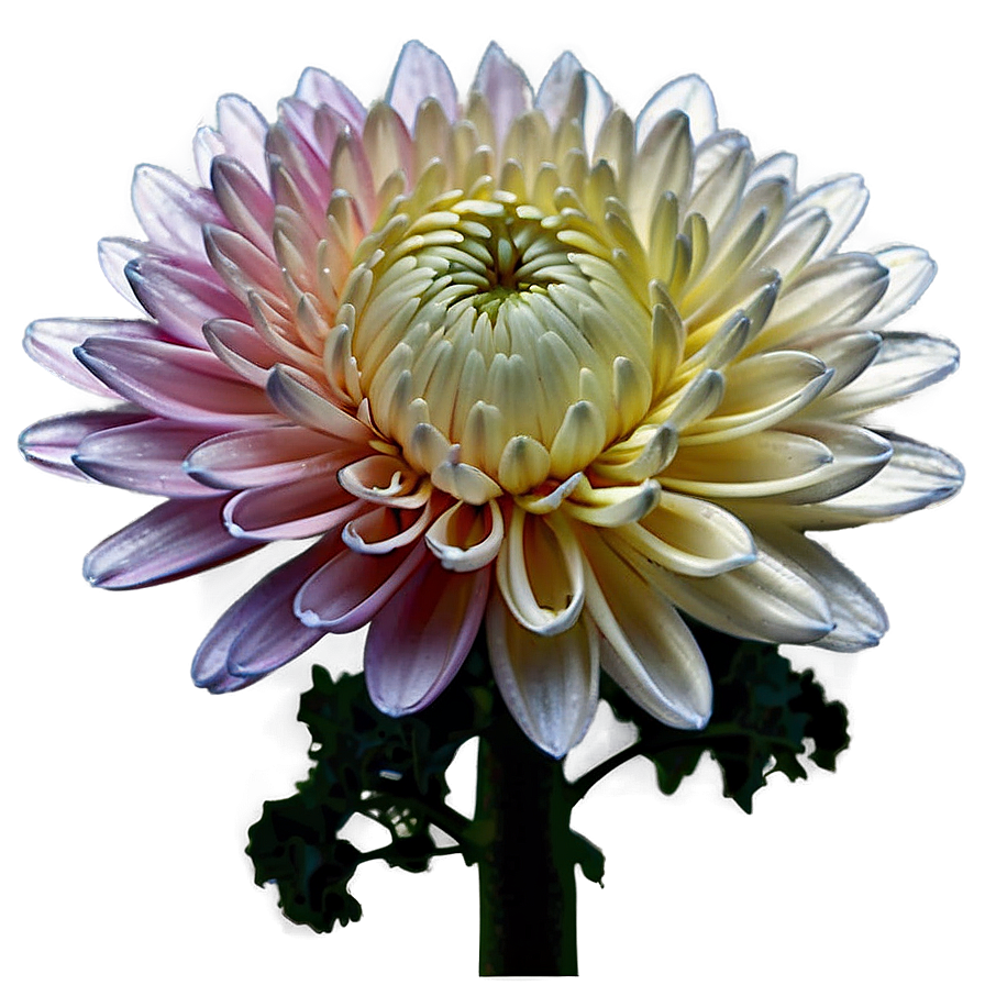 Chrysanthemum Macro Photography Png Xei90