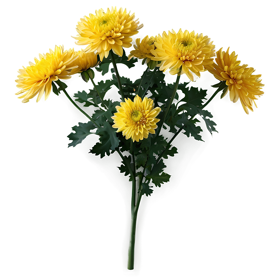 Chrysanthemum Nature Background Png 06112024