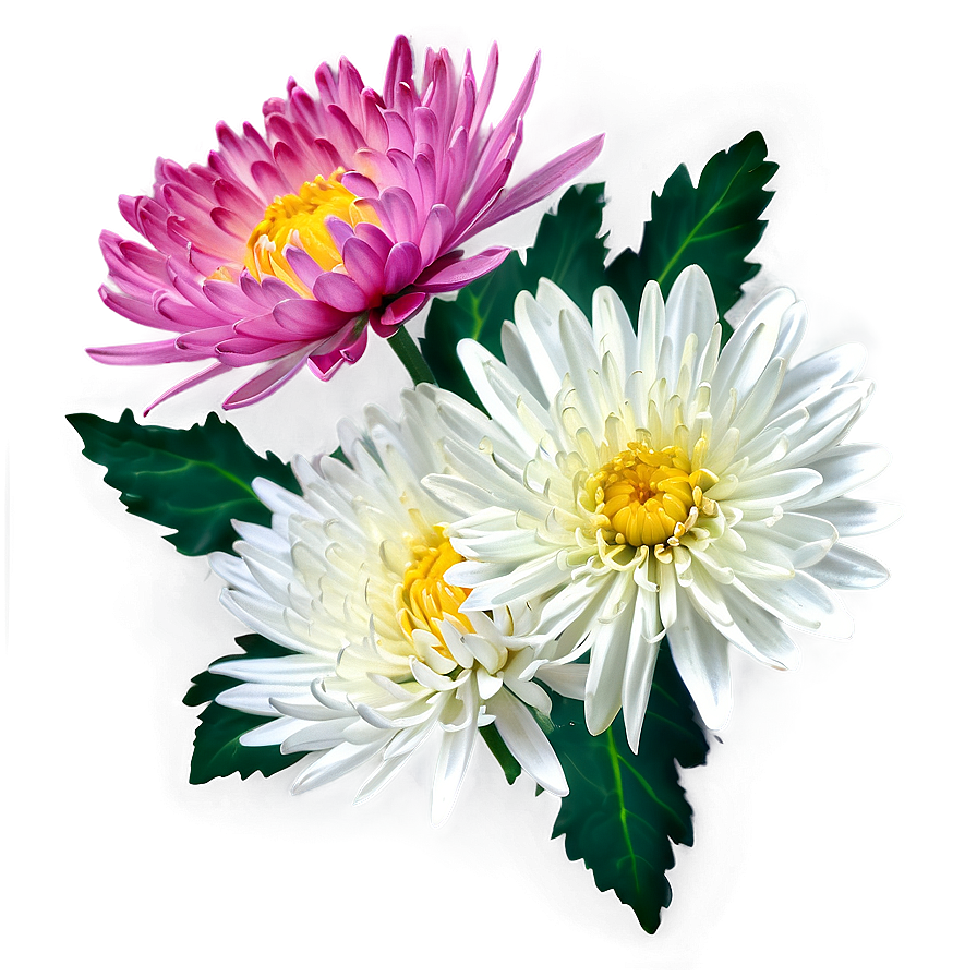 Chrysanthemum Nature Background Png Wgi