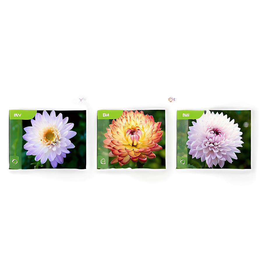 Chrysanthemum Plant Profile Png 91