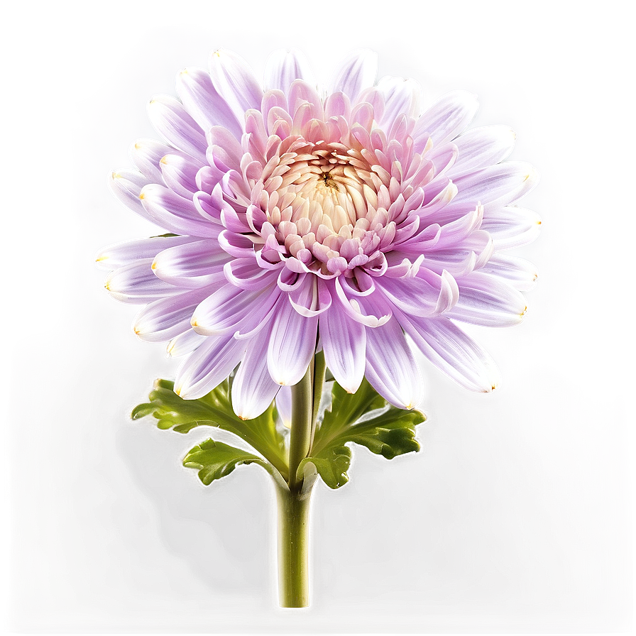 Chrysanthemum Plant Profile Png Eqb77