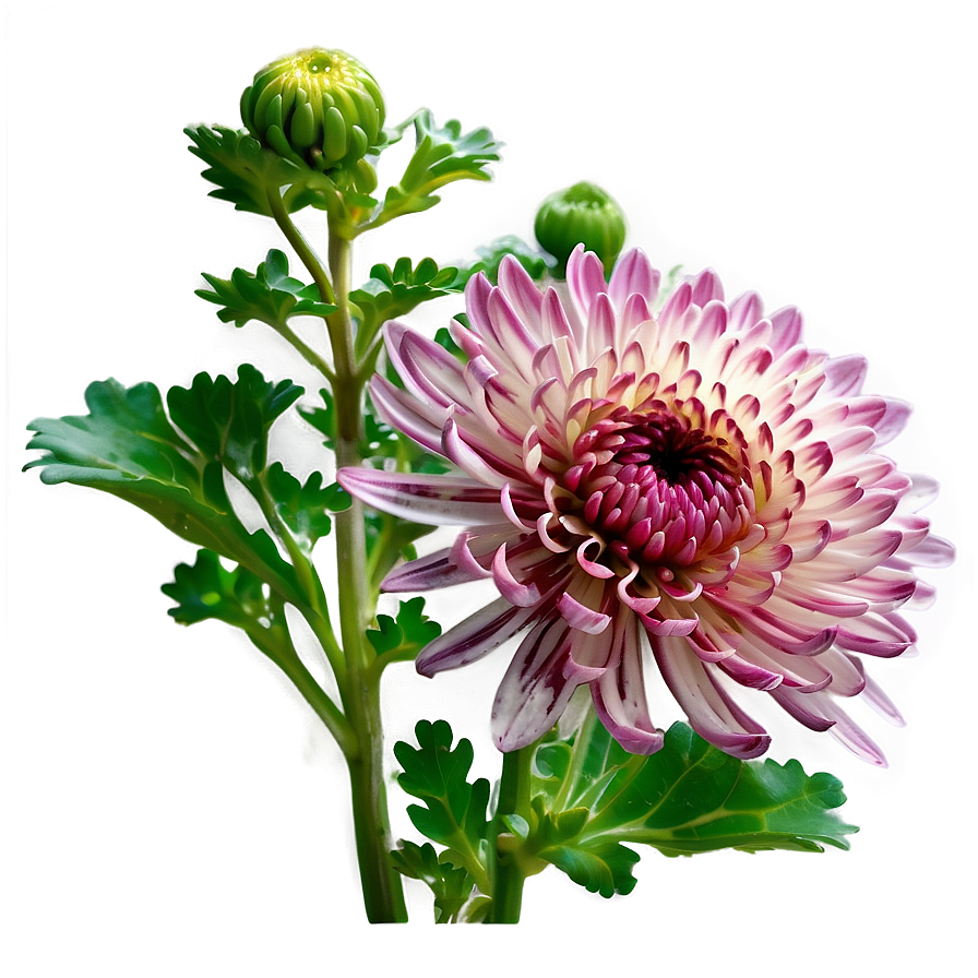 Chrysanthemum Plant Profile Png Kdy