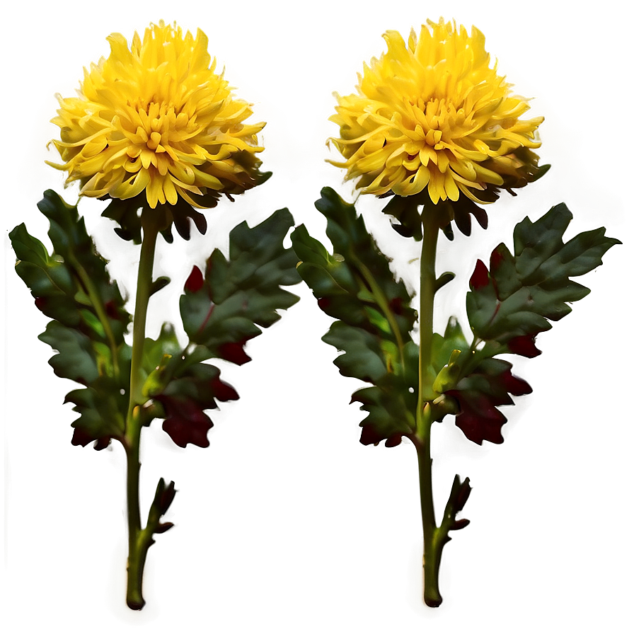 Chrysanthemum Tea Ingredient Png Pqv