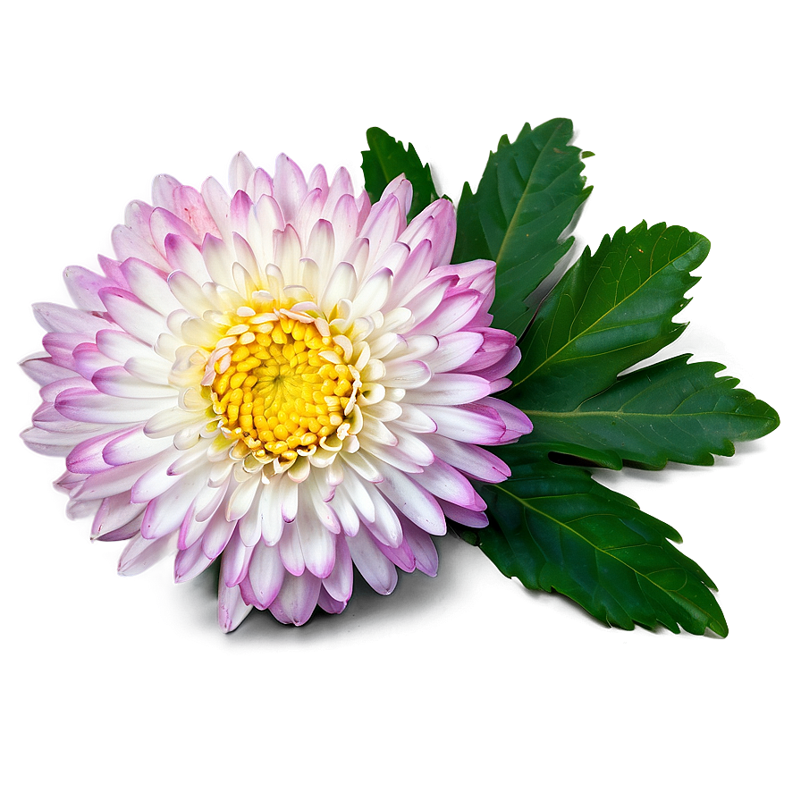 Chrysanthemum Tea Ingredient Png Vsp