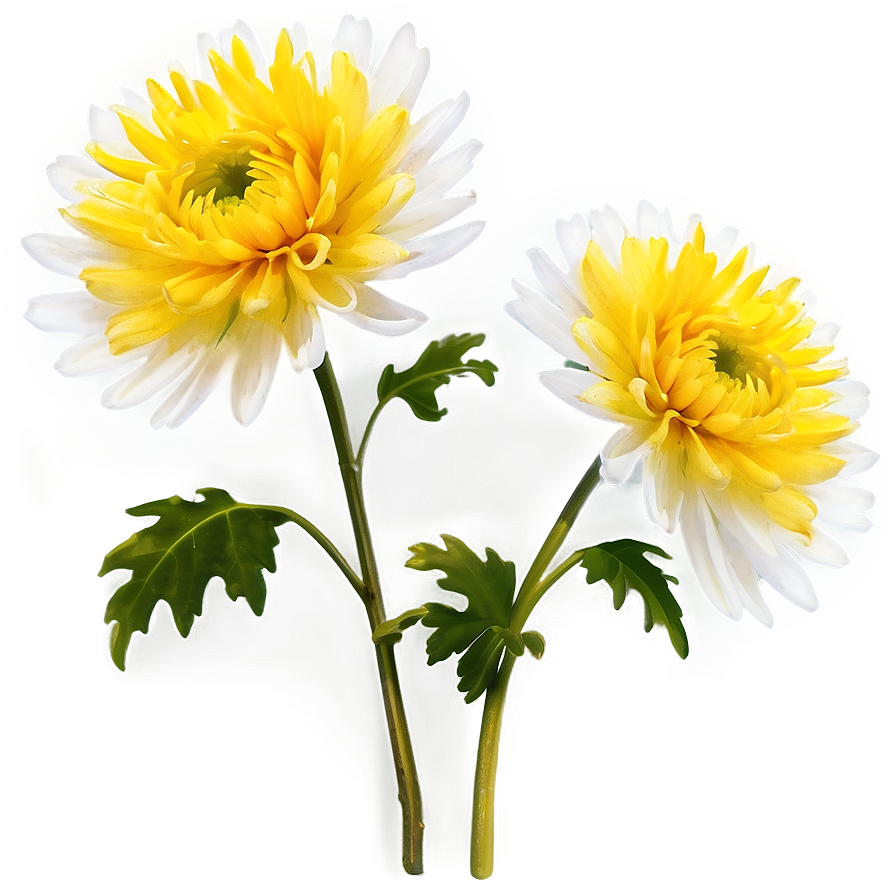 Chrysanthemum Traditional Art Png Yoy