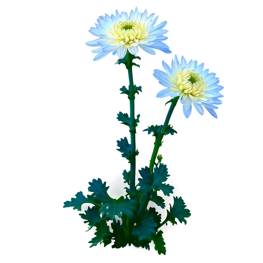 Chrysanthemum Under Moonlight Png Nqk