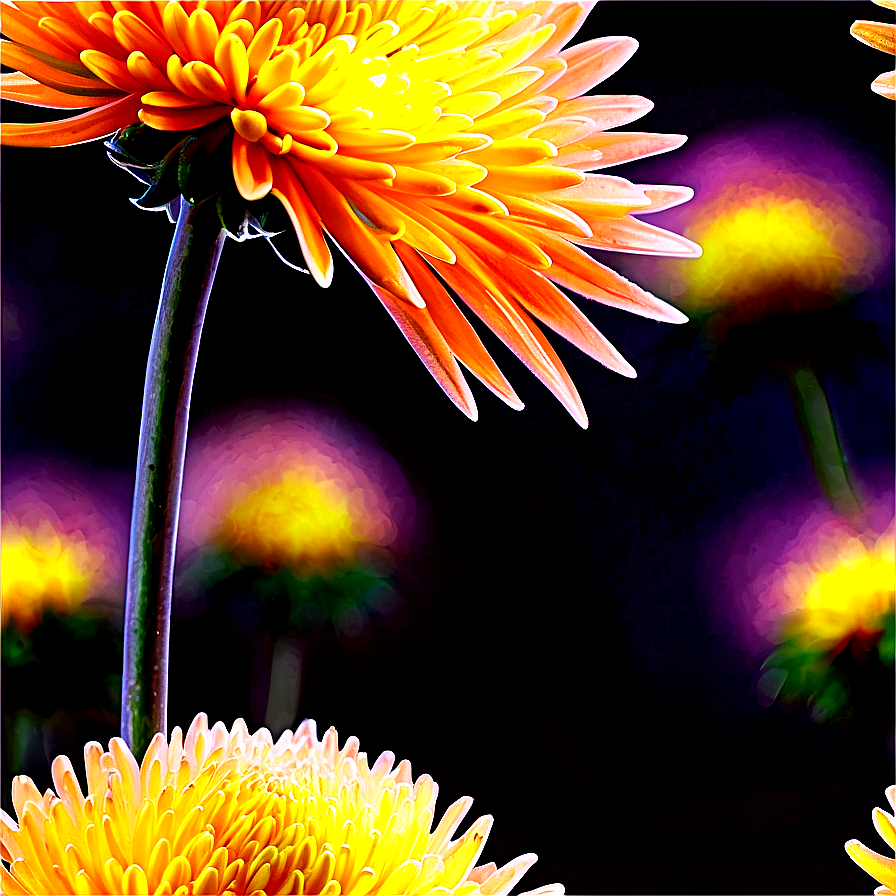 Chrysanthemum Under Moonlight Png Xka6