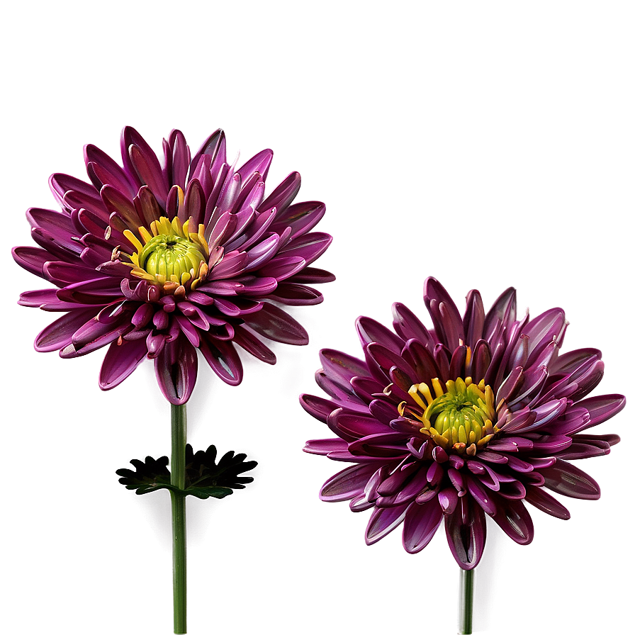 Chrysanthemum Wedding Decor Png 51