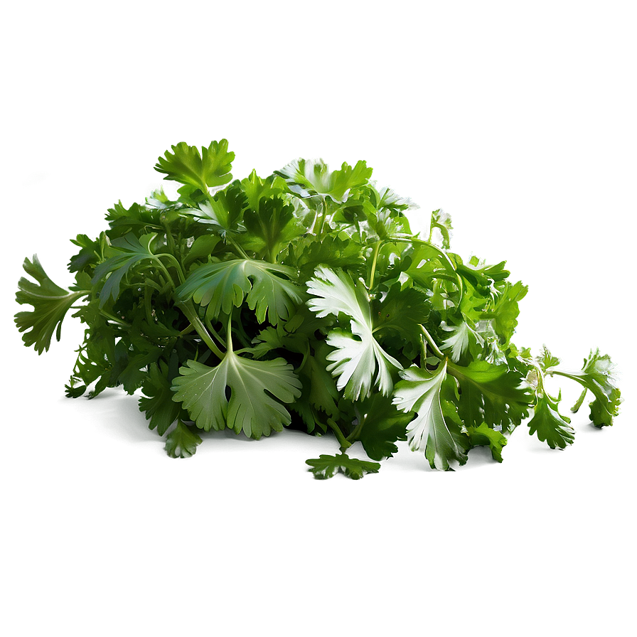 Cilantro Field Png Wul