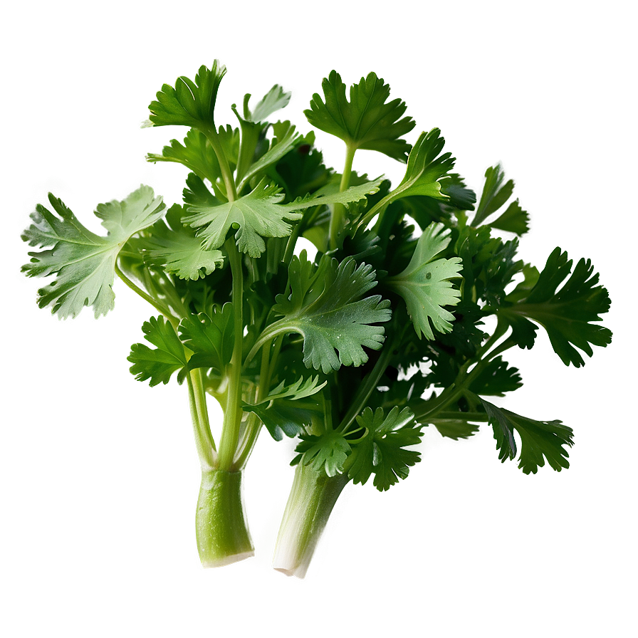 Cilantro Flat Lay Png 71