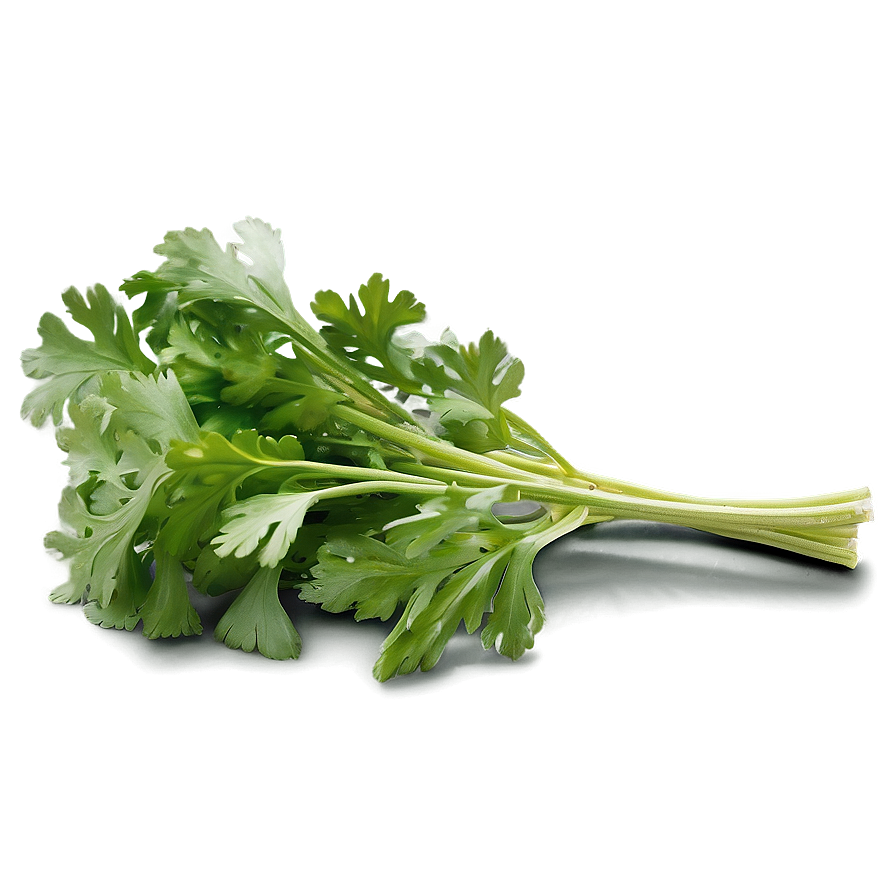 Cilantro Garnish Png Xqy