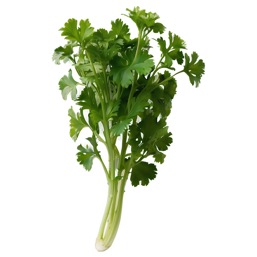 Cilantro In Garden Png Jya