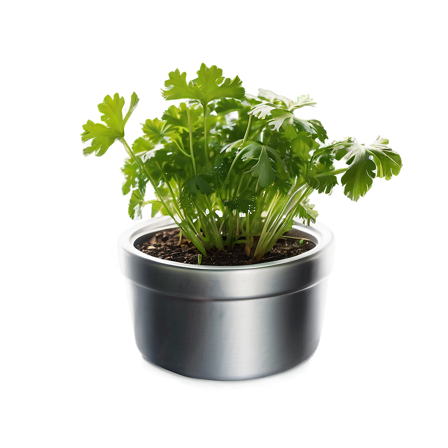 Cilantro In Pot Png 06212024