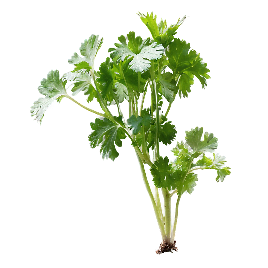 Cilantro In Soil Png Lxg