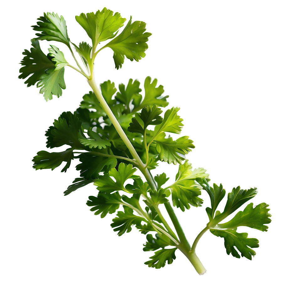 Cilantro Plant Png Wmv34